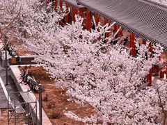 -樱花山风景区
