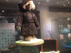 -济州岛泰迪熊博物馆