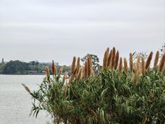 -海珠湖公园