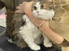 -爱洗澡的猫(天河路店)