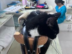 -派美特宠物医院·核磁CT·骨科肿瘤·疑难转诊(沈农禾丰店)