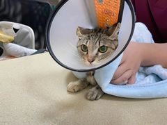 -艾贝尔宠物医院 ·内科全科(梁溪路店)