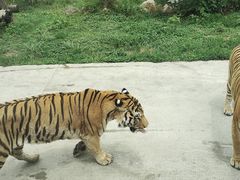 -西安秦岭野生动物园