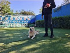 -宠物寄养训练学校
