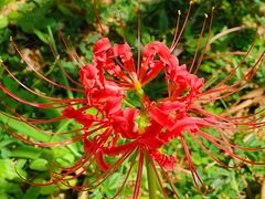 -中国科学院华南植物园