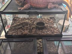 -青石桥花鸟鱼虫市场(叠翠城店)