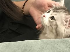 -袖虎·猫馆(体育西路店)