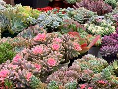 -三圣花乡旅游区