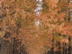 -黄海国家森林公园