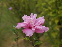 -白塘生态植物园