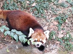 -昆明动物园
