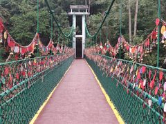 -西双版纳原始森林公园