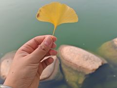 -莲湖公园