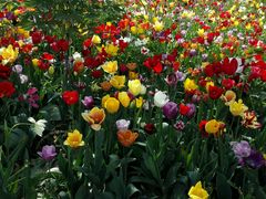 -洛阳郁金香牡丹园