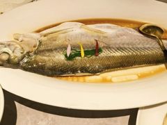 清蒸白水鱼-醉庐·新上海菜(南京西路店)