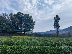 -龙坞茶村