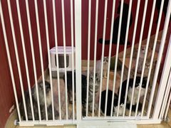 -猫爷宠物生活馆·撸猫馆