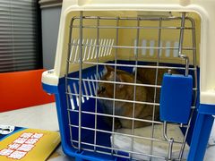 -伟伟宠物医院·CT影像中心·瑞派犬猫综合性门诊(汉口总院)