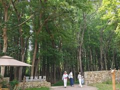 -日照海滨国家森林公园
