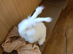 -猫猫幼稚园·撸猫·桌游·电玩