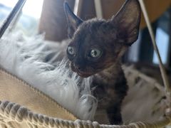 -70cat德文卷毛猫·缅因猫纯种猫舍