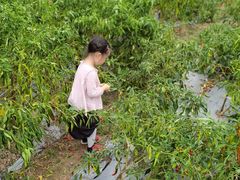 -前小桔亲子创意农场·草莓采摘·露营烧烤