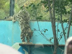 -青藏高原野生动物园