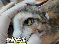 -北京观赏动物医院·24小时大型综合·猫专科·异宠专科