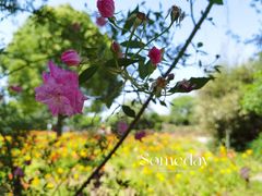 -鹅湖玫瑰文化园