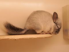 -龙猫仔乐园(惠福东路店)