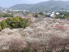 -香雪海