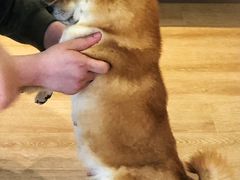 -南京Hallo宠物乐园·哈罗犬舍·柴犬繁育基地