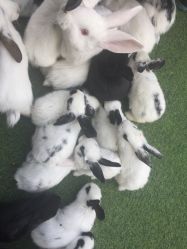 -萌宠亲子动物乐园(槐房万达店)