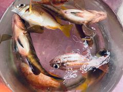 -小猫钓鱼海钓俱乐部(椰梦长廊店)