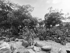 -宝安西湾红树林湿地公园