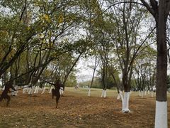 -盘龙城国家考古遗址公园