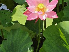 -荷塘月色湿地公园·向阳花洲