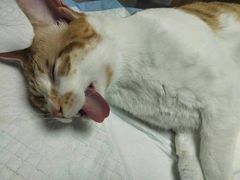 -小叮当动物医院·骨科·眼科