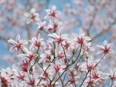 -合肥滨湖国家森林公园