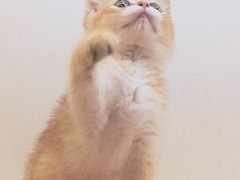 -十年猫舍·猫咪专门店(普陀店)