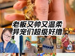 -吉丁鸟咖·异宠·寄养