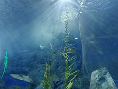 -芜湖新华联大白鲸海洋公园