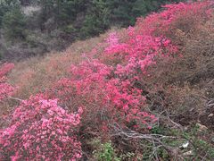 -木兰云雾山
