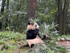 -中国大熊猫保护研究中心雅安碧峰峡基地