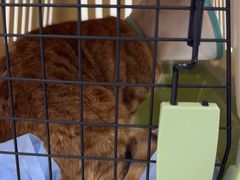 -四月宠物医院·猫专科·心脏专科·内科(转塘店)