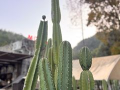 -泽雅景区