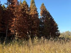 -溱湖国家湿地公园