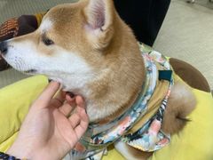 -逗柴咖啡屋·狗咖猫咖宠物桌游