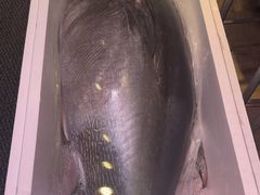 -大起水产回转寿司(道顿堀店)