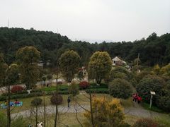 -铁山坪森林公园